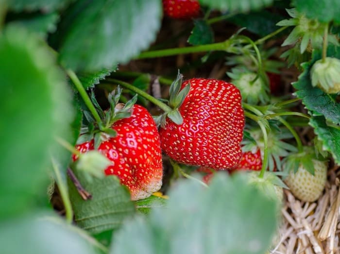 Importancia del análisis de calidad de fruto en berries.
