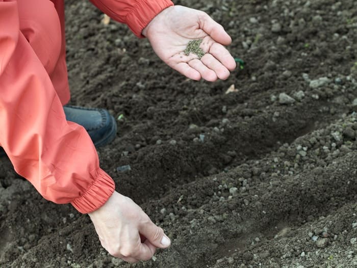 Análisis de actividad enzimática del suelo para evaluar la salud biológica y la fertilidad en agricultura