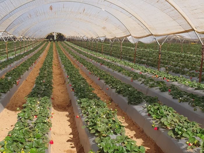El seguimiento nutricional de cultivos para una agricultura moderna