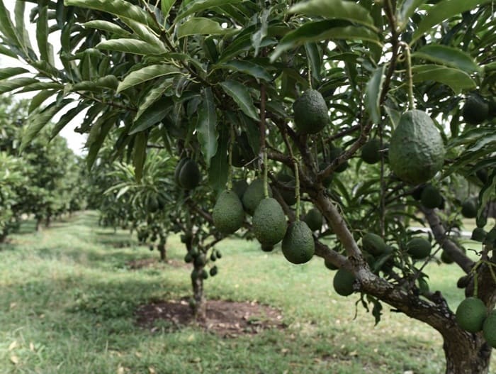 Descubre como el seguimiento nutricional en aguacate es clave en la agricultura.
