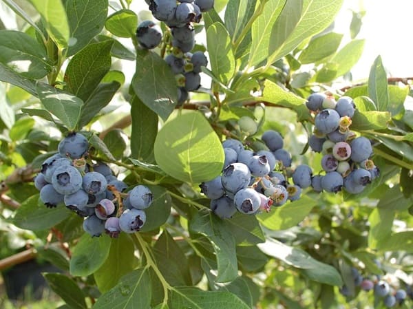 servicios-analiticos-campana-de-berries-mexico Servicios analíticos para agricultura